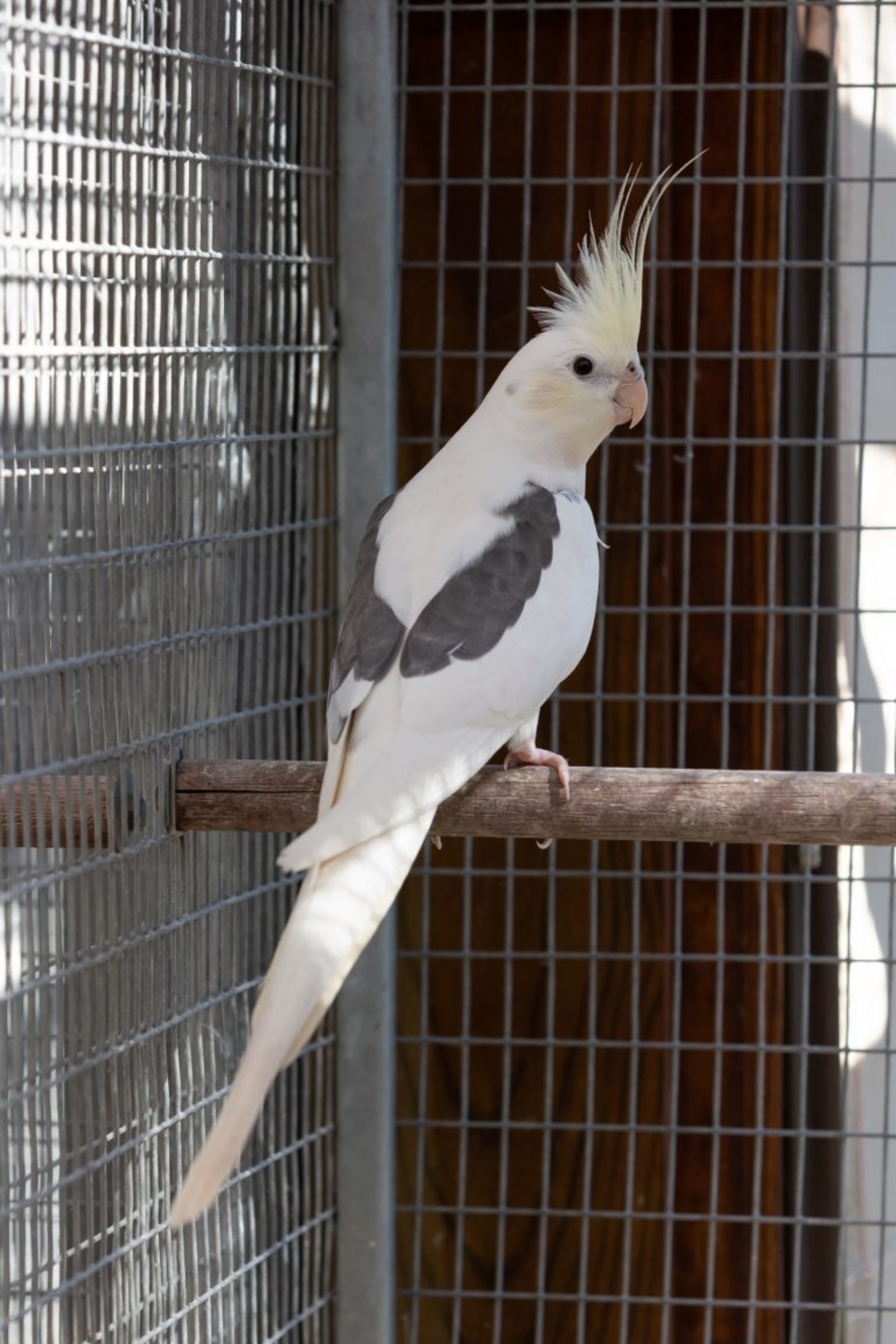 Cockatiel 2