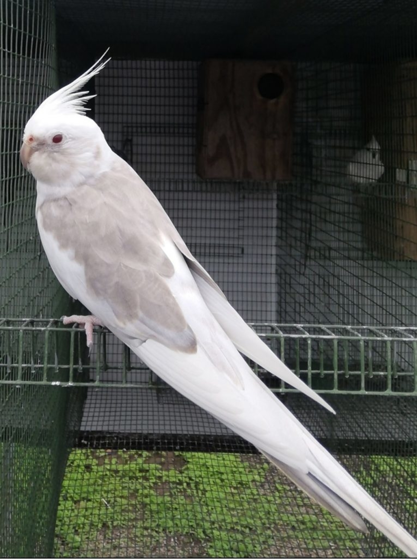 Cockatiel