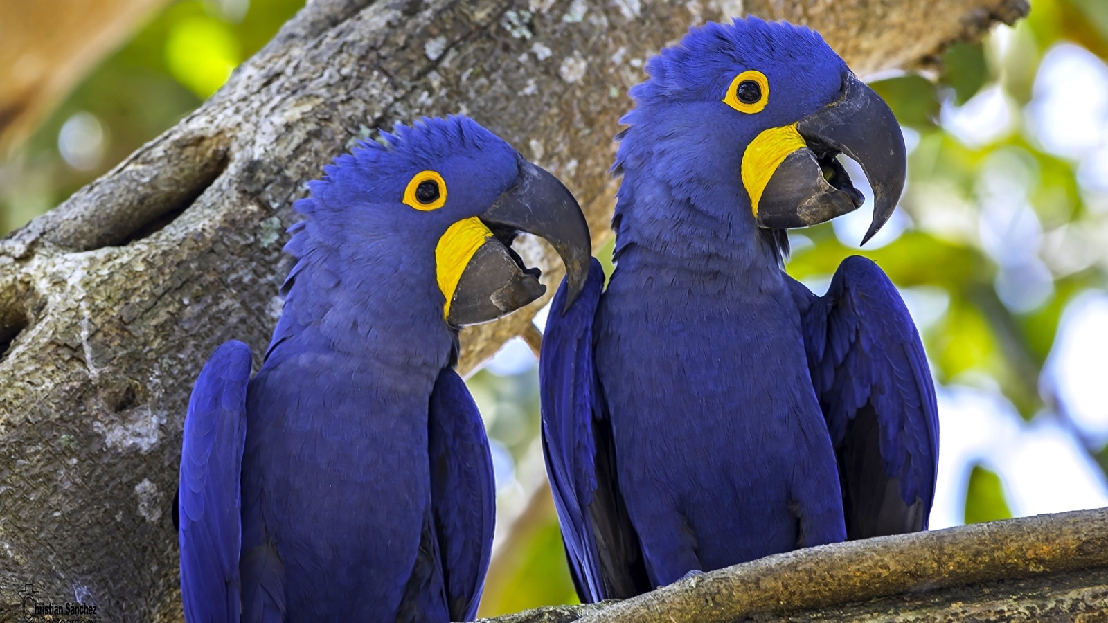Hyacinth Macaw 2