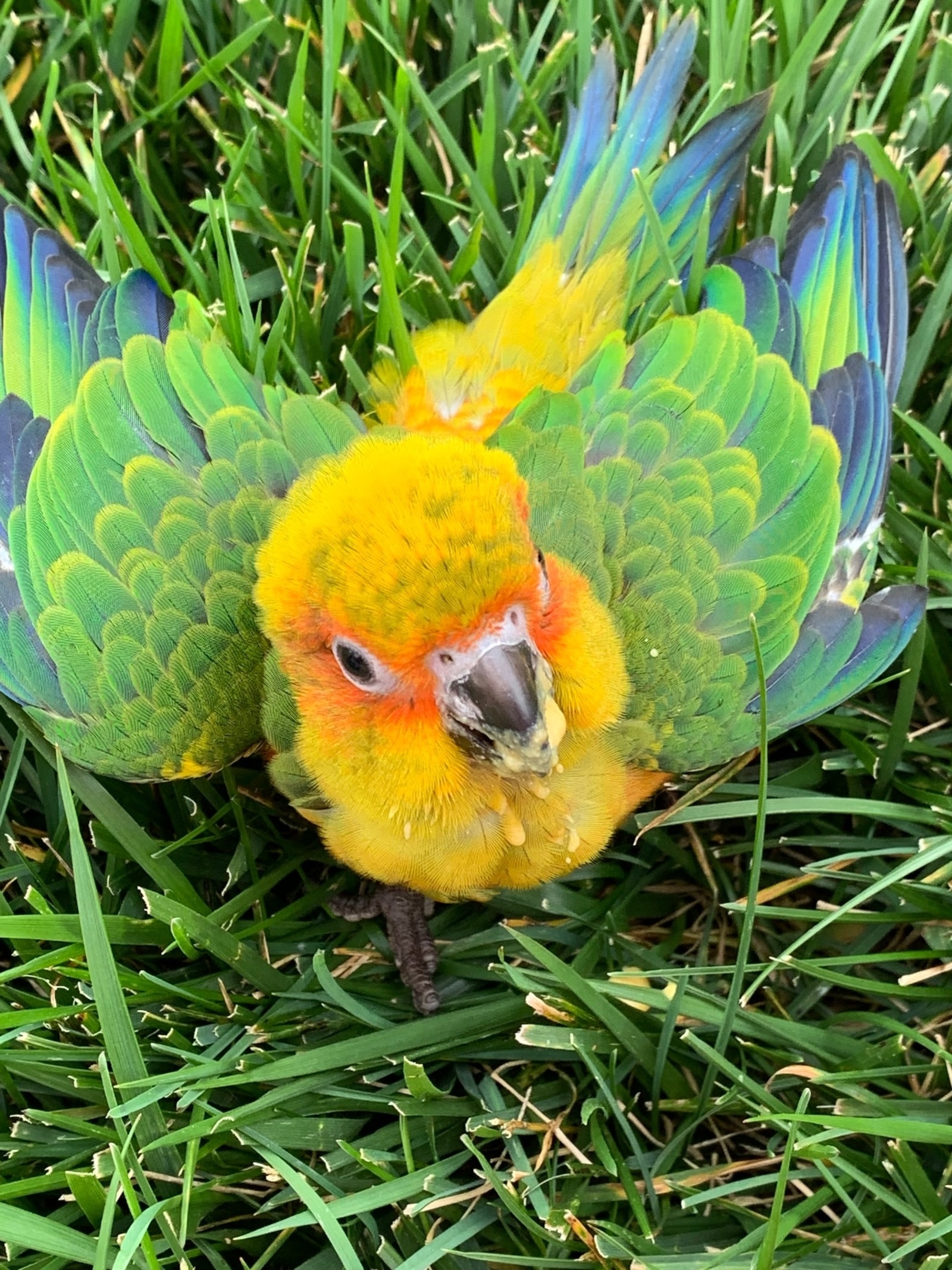 Sun Conure